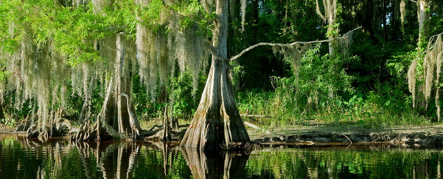 Everglades